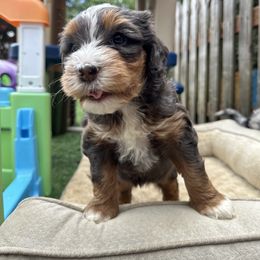 Bernedoodle, Poodle, and Saint Berdoodle Puppies from Myt fine doodles
