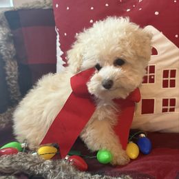 Tulip - Cream female Poodle puppy in Taylorsville, North Carolina from Feather & Tail Acres