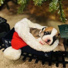 Stuffing - Sable male Pembroke Welsh Corgi puppy in Sheldon, Missouri from Clearsky Corgis