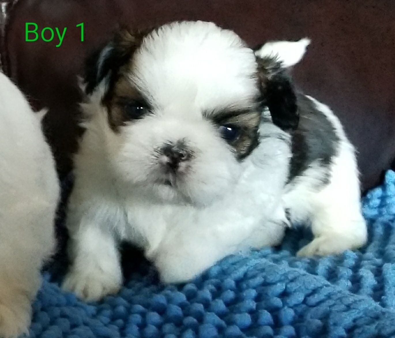 Jazzie best sale shih tzu