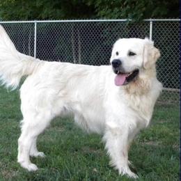 Golden Retriever All Grown Up from Abbie Stecker