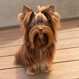 Bronze - Yorkshire Terrier