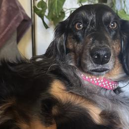 Dachshunds from Sharon Clinton
