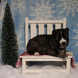 Maroon - Agouti and white female Siberian Husky puppy in York, Pennsylvania from Spalla Pups