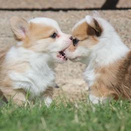 American Corgi puppies from Moonstone Corgis & Frenchies
