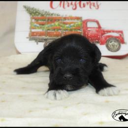 AKC 25045 - Black female Miniature Schnauzer puppy in Mount Airy, Georgia from Miniature Schnauzers GA, LLC