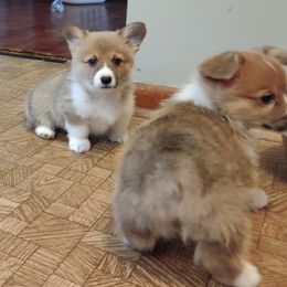 Pembroke Welsh Corgis from Crockery Creek Corgis