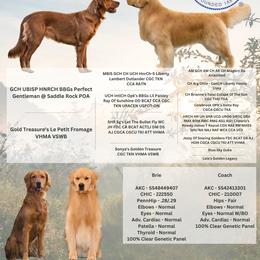 Golden Retriever puppies from Gold Treasure Retrievers