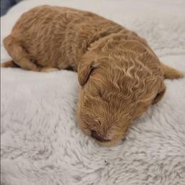Coco (Tan Collar) - Apricot female Goldendoodle puppy in Lincoln, California from Lincoln Goldendoodles