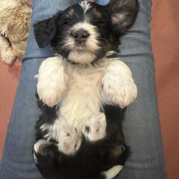 Bernedoodle Puppies from Martha’s Vineyard Bernedoodles