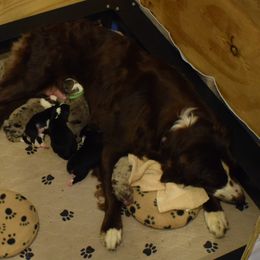 Australian Shepherd Puppies from Faith Built Ranch