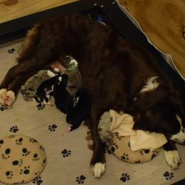 Australian Shepherd Puppies from Faith Built Ranch
