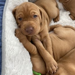 Vizsla Puppies from Valor Vizsla's