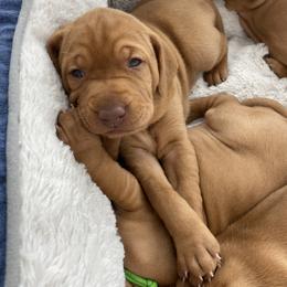 Vizsla Puppies from Valor Vizsla's