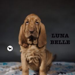 Luna - Bloodhound