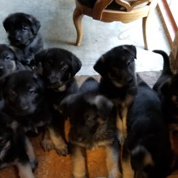 German Shepherd Puppies from Sevilla German Shepherds