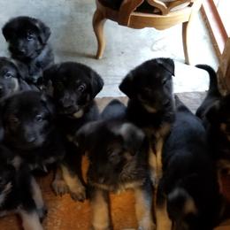 German Shepherd Puppies from Sevilla German Shepherds