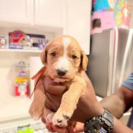 Orange - Apricot female Goldendoodle puppy in Bakersfield, California from Lavish Doodles