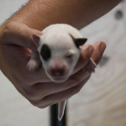 Dantzer - Red mottled female Australian Cattle Dog puppy in Buffalo Valley, Tennessee from Buffalo Valley Breeders