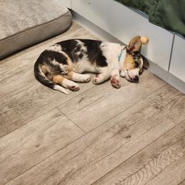 Cardigan Welsh Corgi and Poodle All Grown Up from Short Legs & Curly Wags LLC