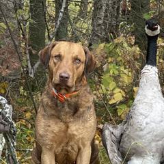 Chesapeake Bay Retrievers and Weimaraners from Ball Bluff Kennel