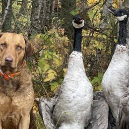 Chesapeake Bay Retrievers and Weimaraners from Ball Bluff Kennel