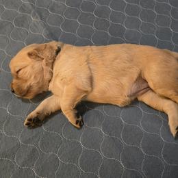 Black Collar - Golden female Golden Retriever puppy in El Dorado Hills, California from Asperheim Golden Retriever Puppies