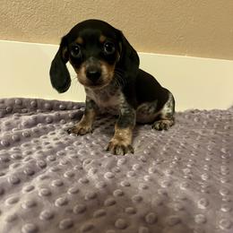 Pink - Piebald female Dachshund puppy in Mount Carmel, Tennessee from HS Goldens