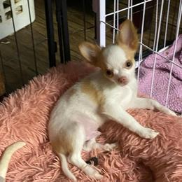 Rourk - Gold and white male Chihuahua puppy in Red Bluff, California from Aye Chihuahua