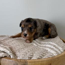 Gale - Blue merle female Aussiedoodle puppy in Adams, Nebraska from Boxcar Doodles and Poodles