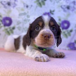 Jimmy - Liver white and tan male English Springer Spaniel puppy in Crawford, Tennessee from Lilly Lane Spaniels