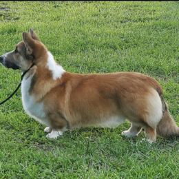 Cardigan Welsh Corgi Puppies from Espuela Cardigan Welsh Corgis