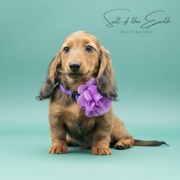Brown Collar - Red female Dachshund puppy in Zebulon, North Carolina from Salt of the Earth Dachshunds