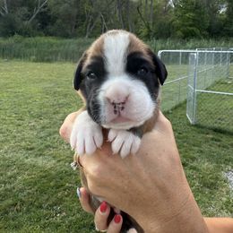 Benjamin - Fawn male Boxer puppy in Jamesville, New York from Reynolds Homestead Boxers