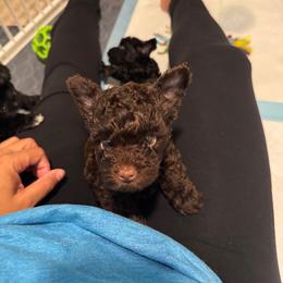 St. Louis - Chocolate male Yorkipoo puppy in Waldorf, Maryland from Luv My Yorkies, LLC