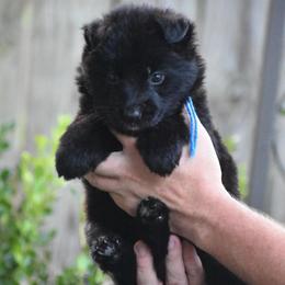 Black collar Female - Black female German Shepherd puppy in Marianna, Florida from Haus M Godwin