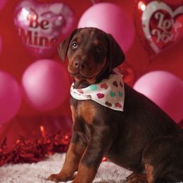 Doberman Pinscher and Labrador Retriever Puppies from GFDutton Retrievers & Dalla Grazia Dobermans