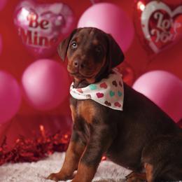Doberman Pinscher and Labrador Retriever Puppies from GFDutton Retrievers & Dalla Grazia Dobermans