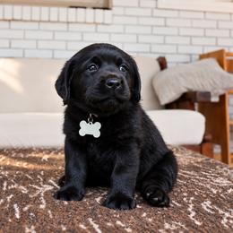 Garcia- Grey collar - Black female Labrador Retriever puppy in Charlotte, North Carolina from Patton Premier Labradors