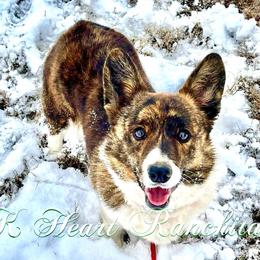 Brandy - Pembroke Welsh Corgi
