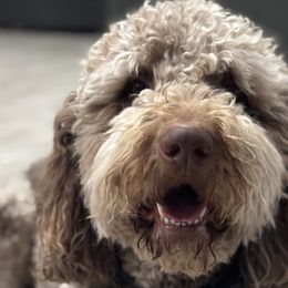 Assorted Doodle Crosses, Newfypoos, and Old English Sheepdogs from Arizona Doodle Trails