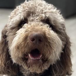 Assorted Doodle Crosses, Newfypoos, and Old English Sheepdogs from Arizona Doodle Trails
