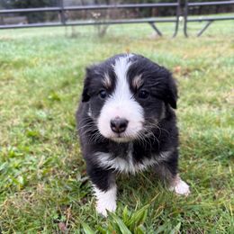 BlackBerry - Black tri-color female Australian Shepherd puppy in Yelm, Washington from Country Rose Australian Shepherds