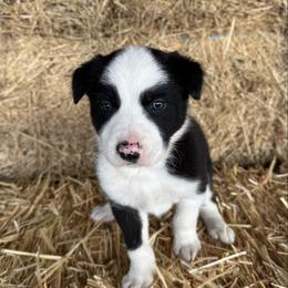 Boy 1 - Black and white male Border Collie puppy in Centerville, Washington from Forthright Farms