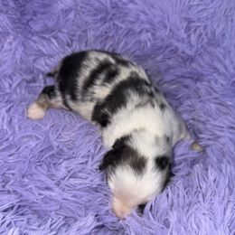 Blue merle male - Blue merle male Miniature Australian Shepherd puppy in Graham, North Carolina from Thompson Farm Mini Aussies