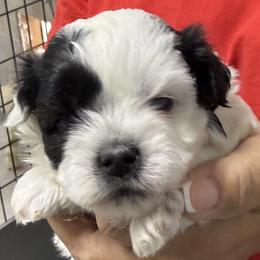 Nemo - Black and white male Shih Tzu puppy in Conway, Missouri from Hillside Loop Kennel LLC