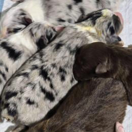 Blue merle male 1 - Blue merle male Australian Shepherd puppy in Rainsville, Alabama from Chaparro Farm