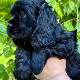 Cocker Spaniel Puppies from Mable meadows Cockers