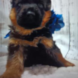 BLUE - Black and red male German Shepherd puppy in Gustavus, Ohio from Cross Kreek Kennels