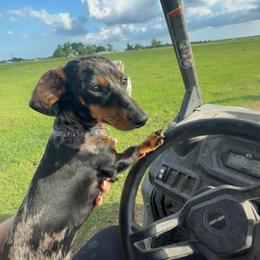 Dachshund All Grown Up from Wiener Works Co.